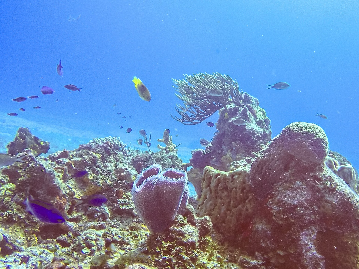 Coral reef in Cozumel
